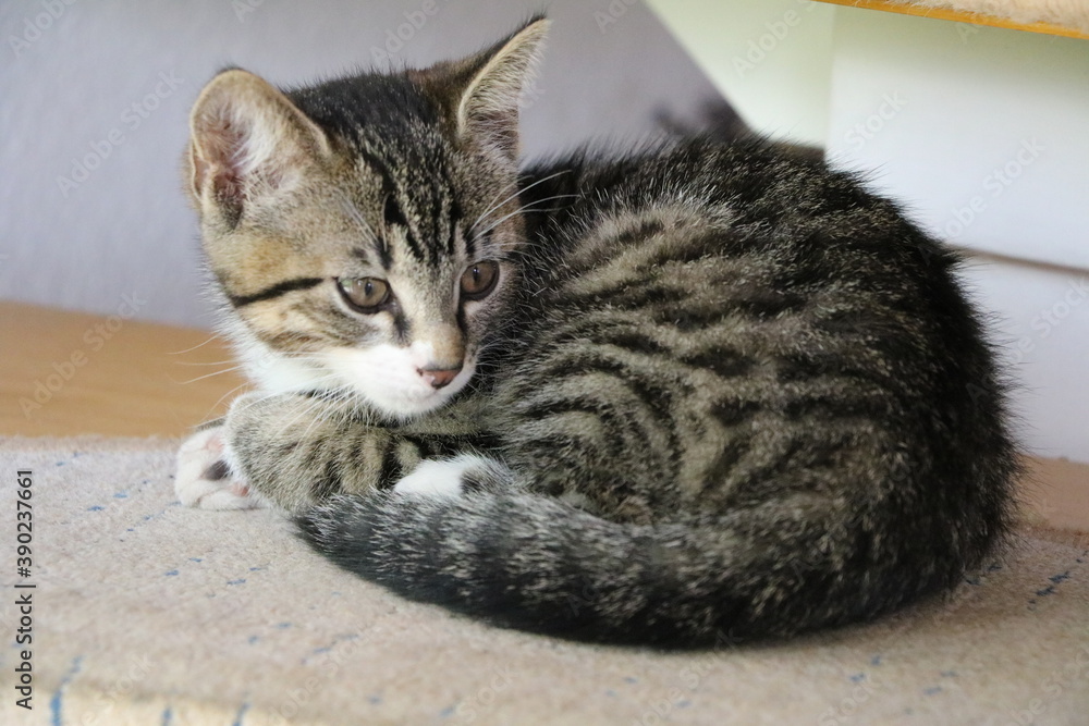 Young tabby domestic cat