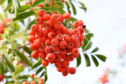 Cluster of red mountain ash close-up