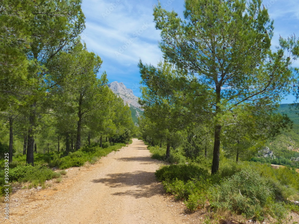 Magnificent landscape of Provence near Aix en Provence with a path adorned with trees and the Sainte-Victoire mountain in the background