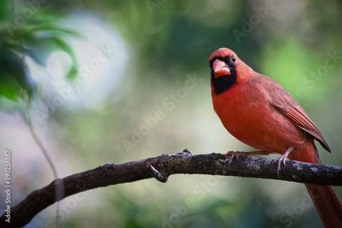 Beautiful Red Cardinal Bird on Branch © Kevin