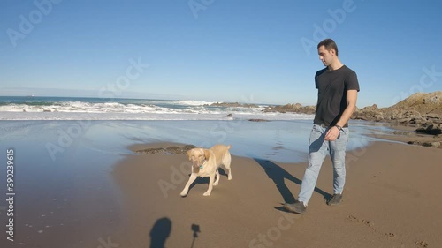 Labrador retriever dog walking along the beach with his owner one sunny summer morning