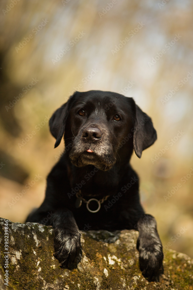 sleepy black labrador retriever dog portrait hiking in the woods in early springtime sticking her tongue out