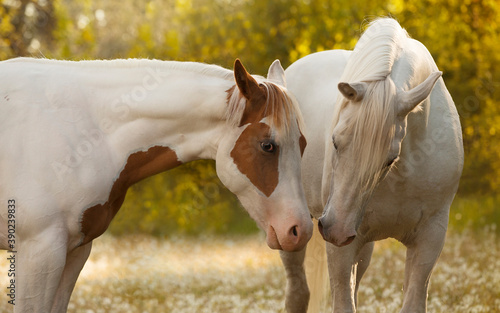 two lovely white horses cuddling on a meadow