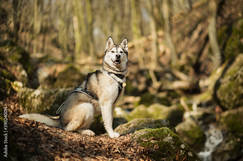 happy siberian husky dog portrait hiking in the woods in early springtime