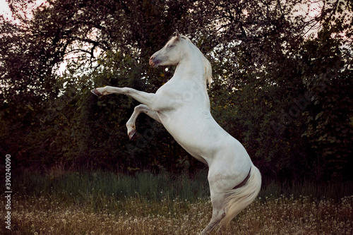 beautiful and handsome white horse with long mane standing on back legs by the sunset shows his temperament