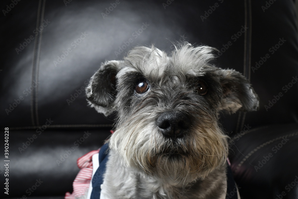 Schnauzer sitting in armchair with suit

