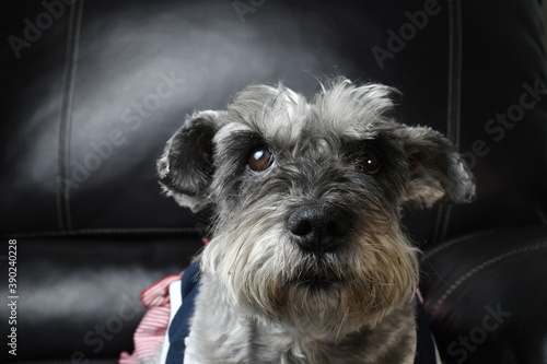 Schnauzer sitting in armchair with suit 