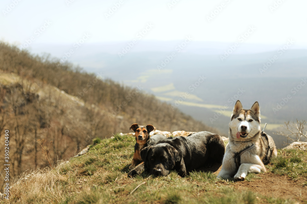 three dogs lying in the grass on a hill top with a view