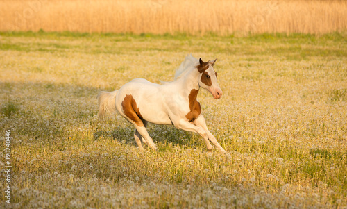 lovely young American paint horse with one blue eye galloping through meadow 