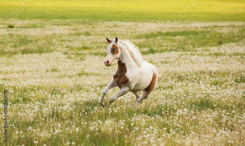 lovely young American paint horse with one blue eye galloping through meadow 