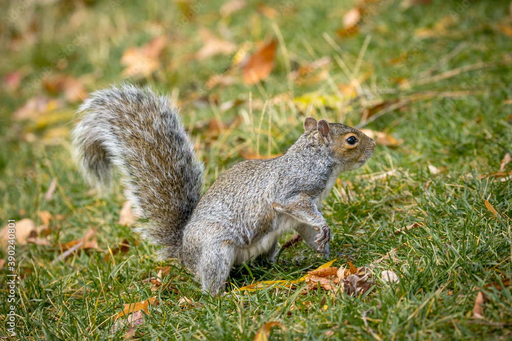 Squirrel searching for food. Squirrel searching for food.