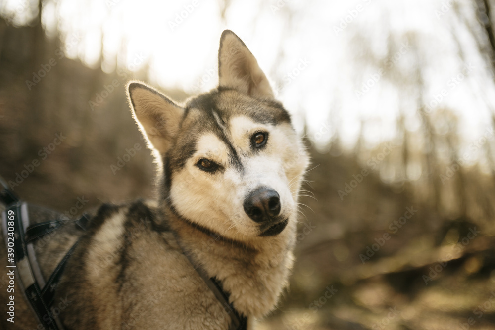 siberian husky dog portrait hiking in the woods in early springtime