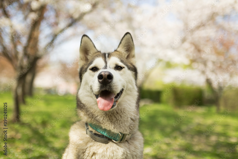 happy siberian husky dog portrait with white cherry blossoms in the background