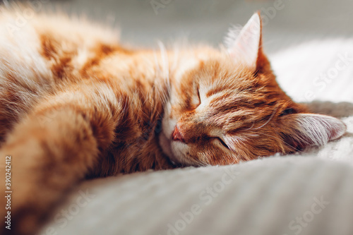 Photography Ginger cat relaxing on couch in living room
