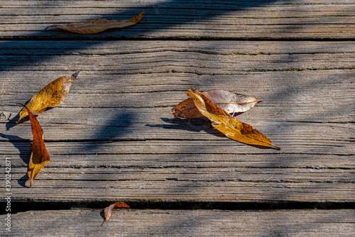 foglie su legno 01 - un vecchio asse con foglie appassite nella luce autunnale.