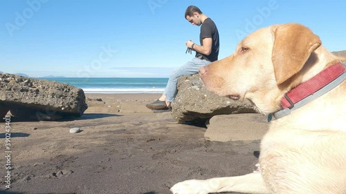 Labrador retriever dog rests lying on the beach sand near his owner