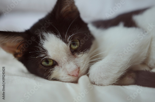 close up on a white and black kitten with green eyes that s lying on a white sheet