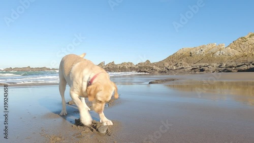 Labrador retriever puppy playing in the sand on the beach one sunny summer morning
