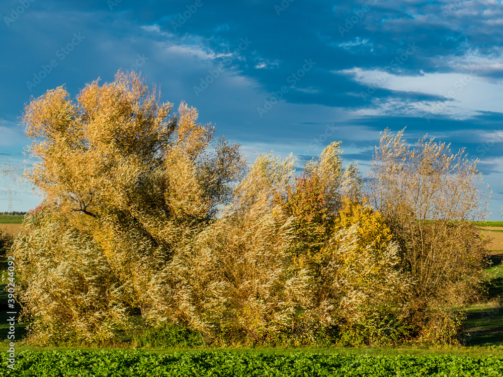 Fototapeta premium Wehende Weide im Herbstwind
