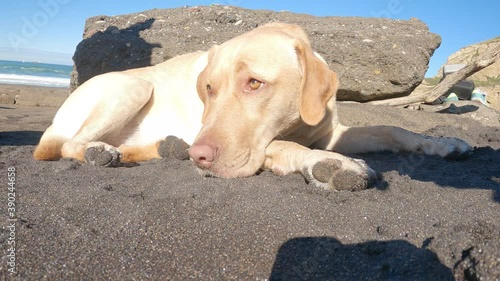 Labrador retriever repose lying on the beach sand one sunny summer morning