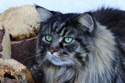 Männliche Maine-Coon Katze bei der Jagd. Ein hübscher Maine-Coon Kater
 photo