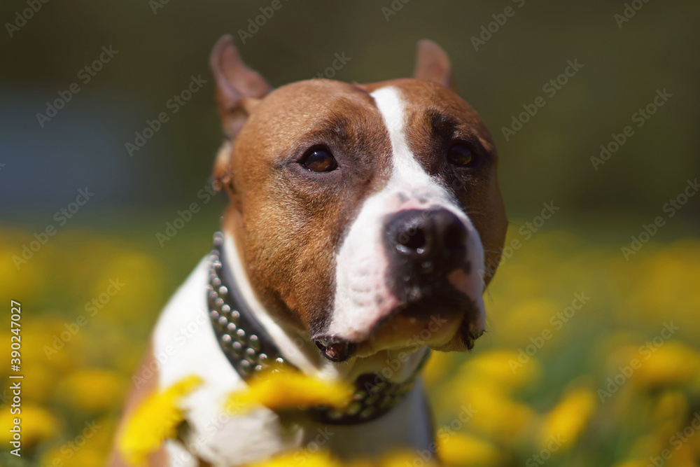 The portrait of a serious red and white American Staffordshire Terrier dog with cropped ears and a collar posing outdoors in a green grass with yellow dandelion flowers