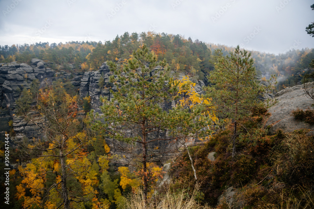 Conifer trees on a rock in Bohemian Switzerland national park in autumn, Scenic view of the cliff with pines in fall forest near Pravcicka gate (Prebischtor), Hrensko, Czech Republic