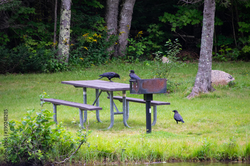 crow picnic