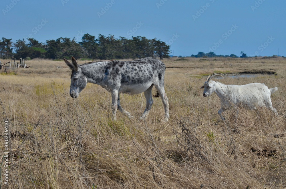Obraz premium Donkey and goat (âne et chèvre). Campagne de France. 