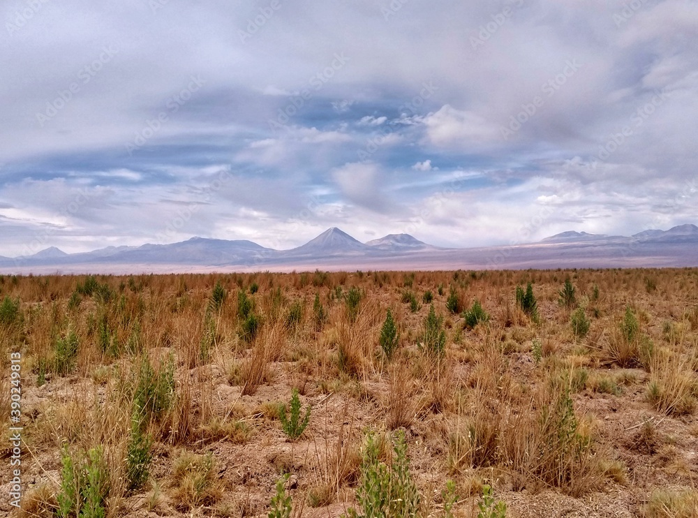 Fototapeta premium Licancabur Volcano, Atacama Desert, Chile, South America. This area has deserts, salt flats, volcanoes, geysers, hot springs and a lot of animals.