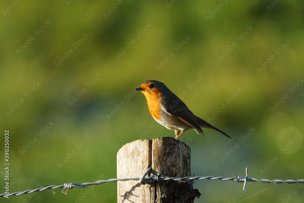 Fototapeta premium Proud Robin