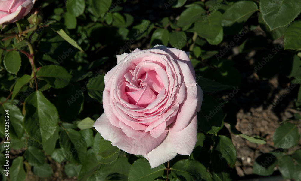 Floral. Rose. Closeup view of beautiful Rosa Frederic Mistral flower of light pink petals spring blooming in the garden.