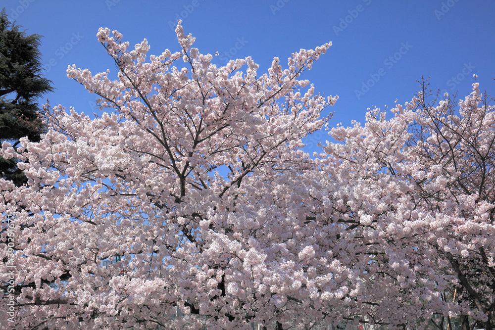 桜花 桜花