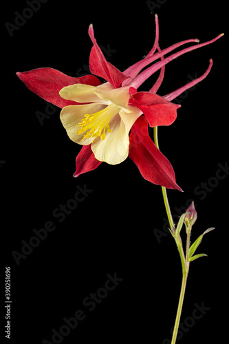 Red flower of aquilegia, blossom of catchment closeup, isolated on black background