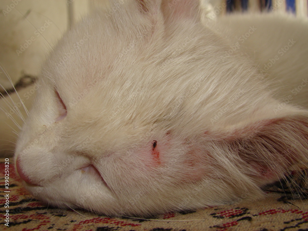 White hot sale cat sick