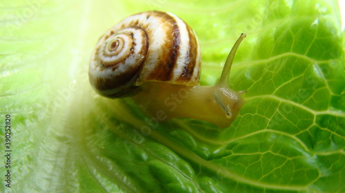 Snail moving on a lettuce leaf.
Focus on the eyes 
Snail Muller gliding on the wet leaves. Large white mollusk snails with brown striped shell, crawling on vegetables. Helix pomatia, Burgundy, Roman. 