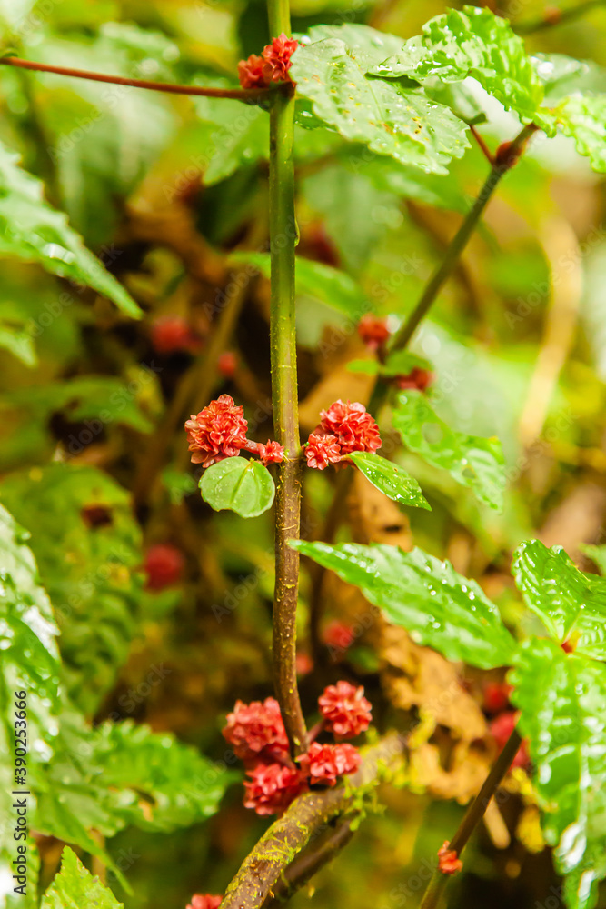 A walk through the clouds over a bridge above the canopy of the up to 60 meter tall trees of the rainforest of Costa Rica A walk through the clouds over a bridge above the canopy of the up to 60 meter tall trees of the rainforest of Costa Rica