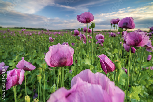 Beautifully blossomed opium poppy flowers in the field under the cloudy sky photo