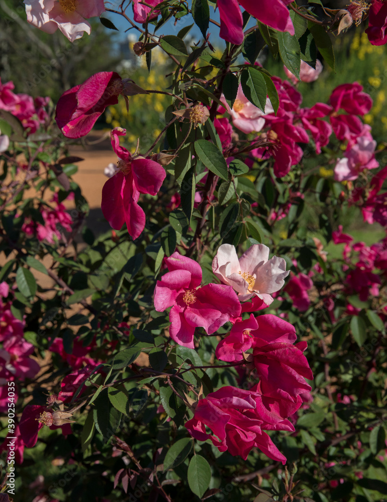 Floral. Exotic roses. Closeup view of a beautiful Rosa Mutabilis flowers of light pink and fuchsia petals, spring blooming in the garden.