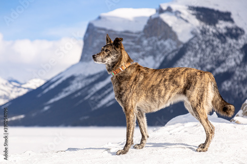 Beautiful young Dutch Shepherd dog standing in the snow at the mountain. Concept about animals, winter and nature. 