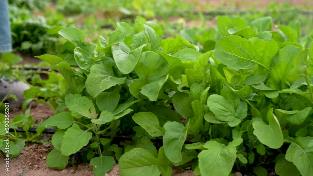 Closeup of arugula as farmer’s hands, out of focus, cut greens. Closeup of arugula as farmer’s hands, out of focus, cut greens.
