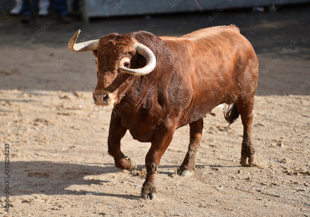aggressive bull running on the bullring in the traditional spectacle of bullfight aggressive bull running on the bullring in the traditional spectacle of bullfight
