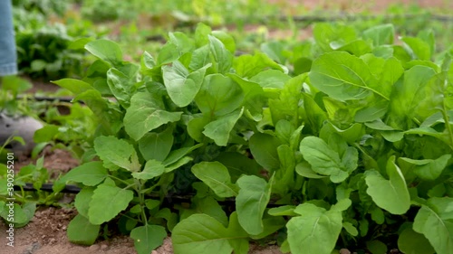 Wallpaper Mural Closeup of arugula as farmer’s hands, out of focus, cut greens. Torontodigital.ca