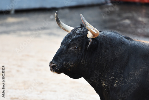 spanish bull on the traditional spectacle of bullfight on the bullring