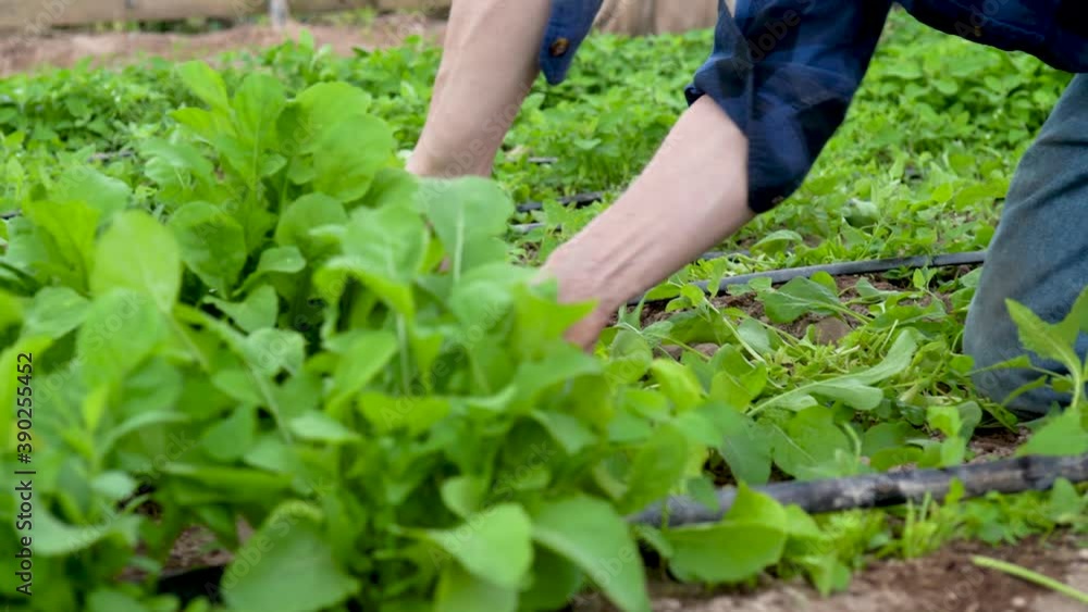 Closeup of farmer’s hands cutting greens with camera moving to the right. Closeup of farmer’s hands cutting greens with camera moving to the right.