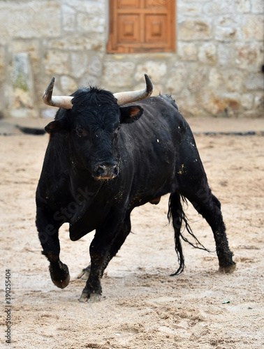 spanish bull on the traditional spectacle of bullfight on the bullring