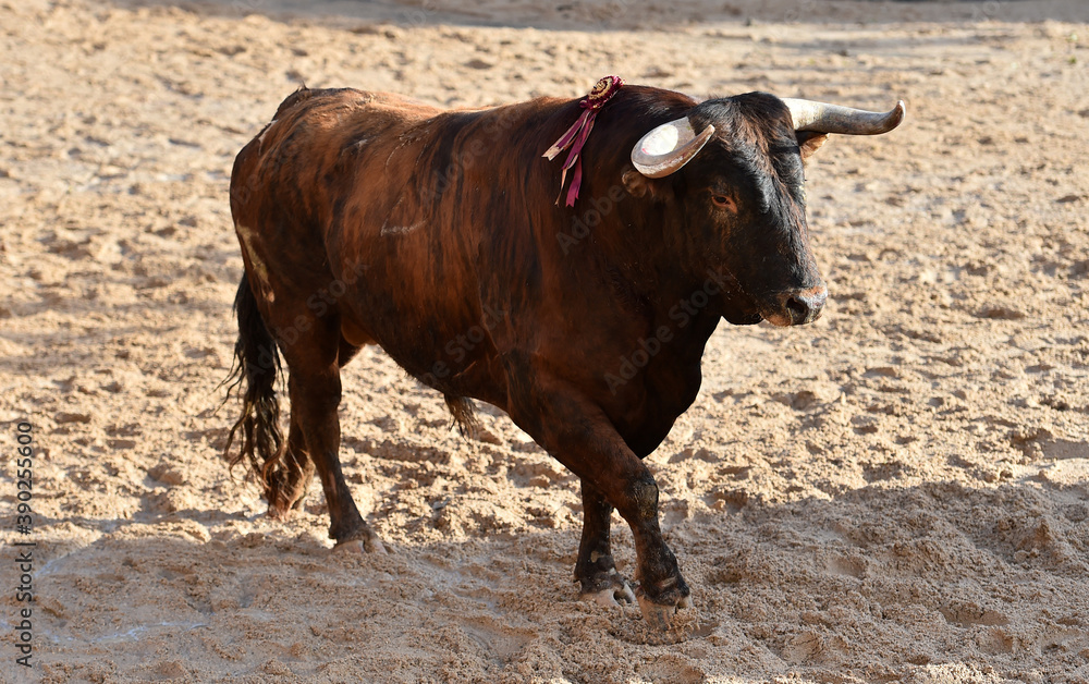 aggressive bull running on the bullring in the traditional spectacle of bullfight aggressive bull running on the bullring in the traditional spectacle of bullfight