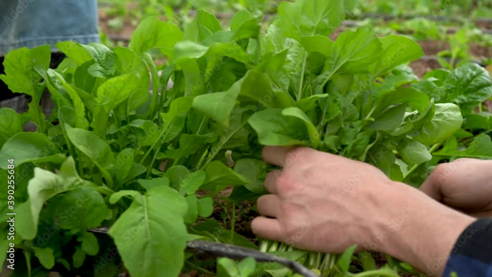 Extreme closeup of arugula with hands cutting the greens. Extreme closeup of arugula with hands cutting the greens.