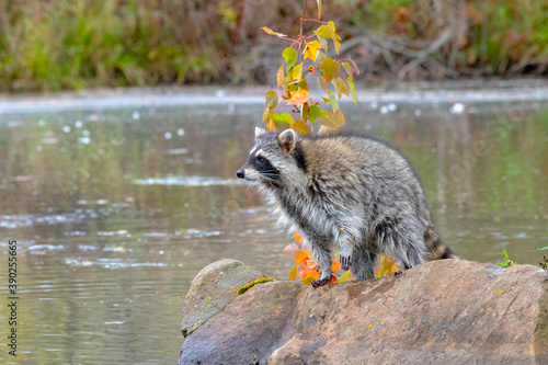 Raccoon stands on Boulder looking over the Water photo