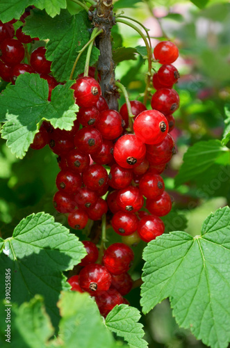 Bunch of red currant berries on a branch among green leaves. Close-up, selective focus.